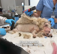 N0202011 Injured and Scared, She Chose Him the Moment She Needed Help