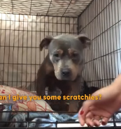 N0202012 Watching Him Become a Happy House Pup Feels Unreal