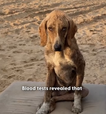 N0202015 The Way His Tiny Tail Wagged Said Everything Words Couldn’t