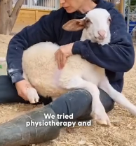 N0202016 Injured, Alone, and Crying, He Only Wanted His Mama to Come Back