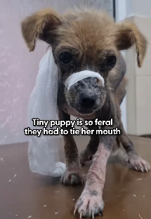 N0202023 After So Much Pain, She Shocked Everyone One Morning