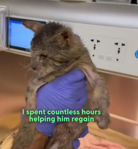 N0202025 He Lost All the Sparkle in His Eyes After Being Injured and Left Alone