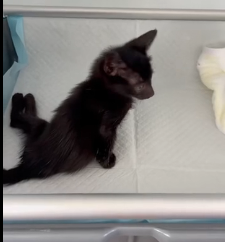 N0202026 Injured and Panicking, He Screamed Until He Finally Felt Safe in Dad’s Arms