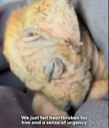 N0202027 Once Injured and Broken, His Tiny Tail Couldn’t Hide How Happy He Felt