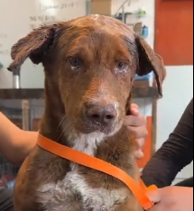 N0202028 He Had Every Reason to Fear Humans After All the Pain He Endured