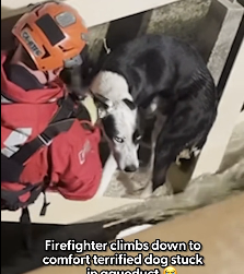 N0202029 Injured and Terrified, He Curled Into the Arms of the Firefighter Who Saved Him