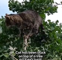 N0202030 Clinging to a Shaking Branch, She Was One Slip Away From Losing Everything