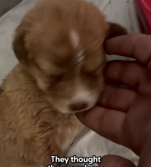 N0202032 All She Needed Was a Little Time to Show She Still Wanted to Live