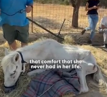 N0202033 They Built Her a Tiny House So She Could Finally Feel Safe