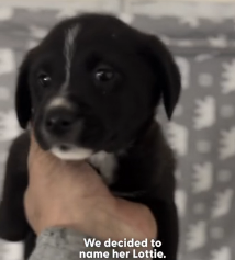 N0202034 They Woke Up to a Tiny Injured Puppy Crying Alone in Their Yard