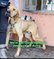 N0202035 Even After All the Pain and Injury, He Never Lost His Gentle Heart