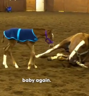 N0202036 Too Weak and Confused, He Tried to Nurse From a Wall to Survive