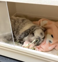 N0202037 After Pain and Injury, He Suddenly Did Something No One Expected