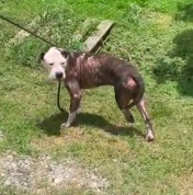 N0202038 Injured and Terrified, He Didn’t Understand Why Someone Was Being Kind