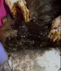 N0202039 After Pain and Injury, His First Zoomies Brought Everyone to Tears