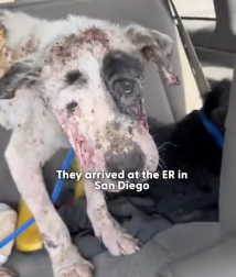 N0202040 He Melted Into His Rescuer’s Arms Like He’d Been Waiting Forever