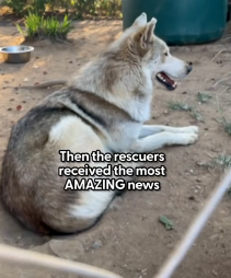 N0202041 They Found His Mate First, Then Discovered Him Injured and Unable to Move