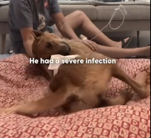 N0202042 Six Weeks Ago He Was Fading Away… Now No One Recognizes Him