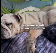 N0202045 Once Injured and Helpless, He Became a Tiny Hero in a Superhero Suit