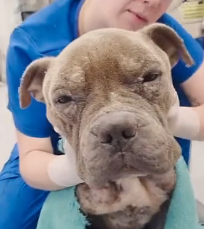 N0202046 His Eyes Were Screaming for Help Long Before Anyone Noticed Him