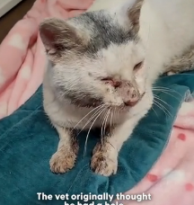 N0202048 LONG RAIN DROP We talked Rain Drop