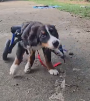 N0202051 Perfectly Imperfect, Yet Carrying More Love Than Pain