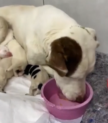 N0202052 Even Injured and Exhausted, Mama Tried to Protect Her Babies