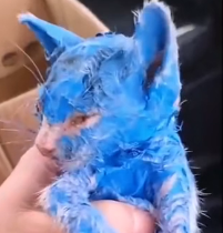 N0302001 Painted for Fun, Thrown Away to Suffer… Her Silent Pain Is Unforgivable