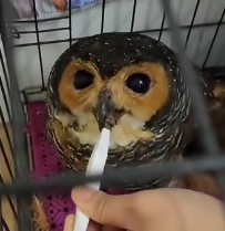 N0302003 Lost on a Busy Street… This Baby Owl Was One Step From Disaster