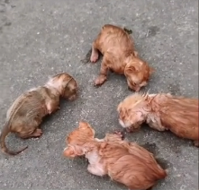 N0302005 Left to Die Together… These Abandoned Kittens Had No Hope