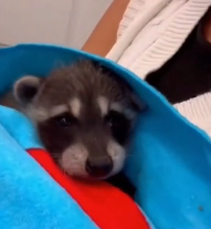 N0302006 Mother Gone, World Too Big… A Baby Raccoon Left Completely Alone