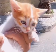 N0302007 Tiny, Terrified, and Defending Itself… This Kitten Refused to Give Up