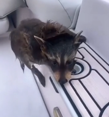 N0302008 Swept by Water and Fear… Could This Raccoon Survive Another Minute