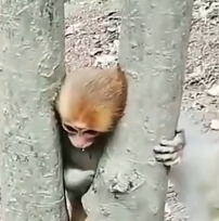 N0302009 Too Small, Too Weak… This Baby Monkey Had No One to Protect It