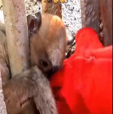 N0302010 Too Small to Survive Alone… This Baby Monkey Was in Real Danger