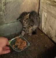 N0302011 Terrified of Humans… Until This Kitten Took Its First Brave Step
