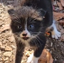 N0302012 One Step Outside Changed Everything… What They Found Was Heartbreaking