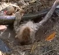 N0302013 Trapped in Thick Mud and Crying… This Baby Monkey Was Sinking Fast