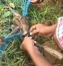 N0302014 Tangled in a Deadly Net… This Baby Langur Screamed for Help