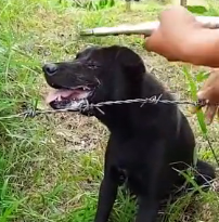 N0302015 Stuck, Injured, and Panicking… This Dog Couldn’t Free Itself