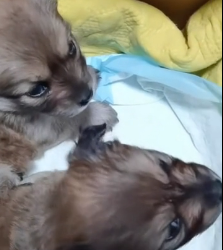 N0302016 Shivering, Soaked, and Silent… Two Puppies Left to Face the Cold