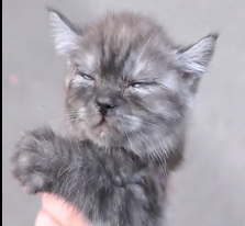 N0302017 Found Collapsing on the Street… This Sick Kitten Was Fading Fast