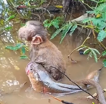 N0302018 Dragged Into Danger Without Warning… This Monkey Never Saw It Coming