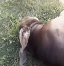 N0302024 His Body Lost Control… This Bulldog Was Fighting a Silent Battle