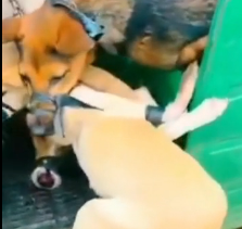 N0302025 He Couldn’t Walk Away Anymore… This Dog Was Waiting to Be Saved