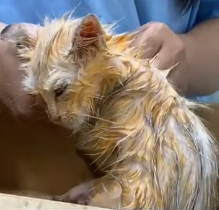 N0302026 Almost Gone Forever… This Kitten’s Life Changed at the Last Moment