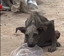 N0302027 From Broken and Hopeless… This Stray Dog Was Given a Second Life