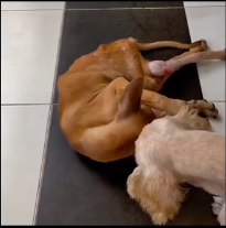 N0302028 Pain Written All Over His Body… This Dog Needed Help Urgently