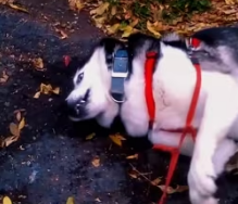 N0302029 His Body Shook Uncontrollably… This Dog Was Fighting for His Life