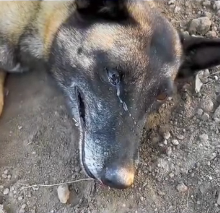 N0302031 This Dog Was Seconds Away From Giving Up When Help Finally Arrived